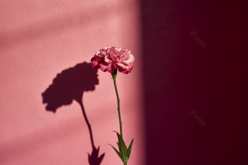妇女节礼物素材背景康乃馨摄影图,高清,摄影图,摄影图片,图片大全,摄影图免费下载